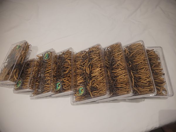 Bhutan Cordyceps Sinensis - Image 5