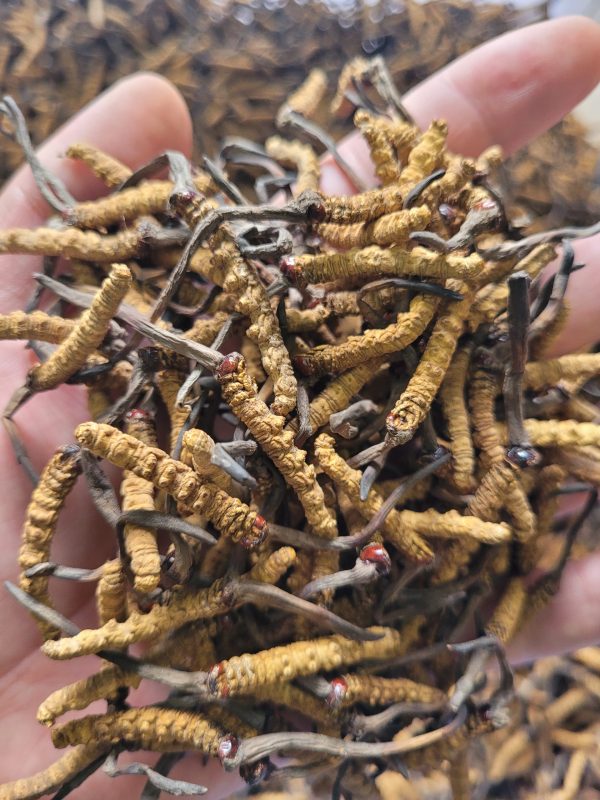 Bhutan Cordyceps Sinensis - Image 4