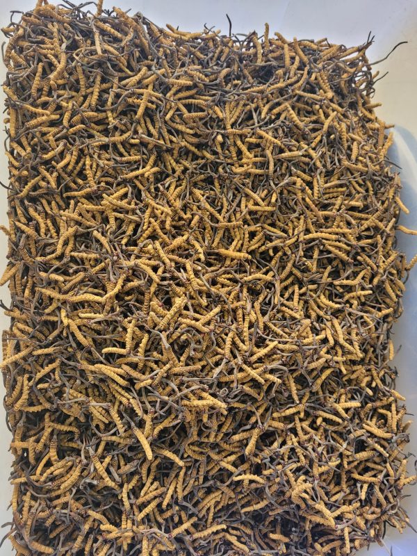 Bhutan Cordyceps Sinensis